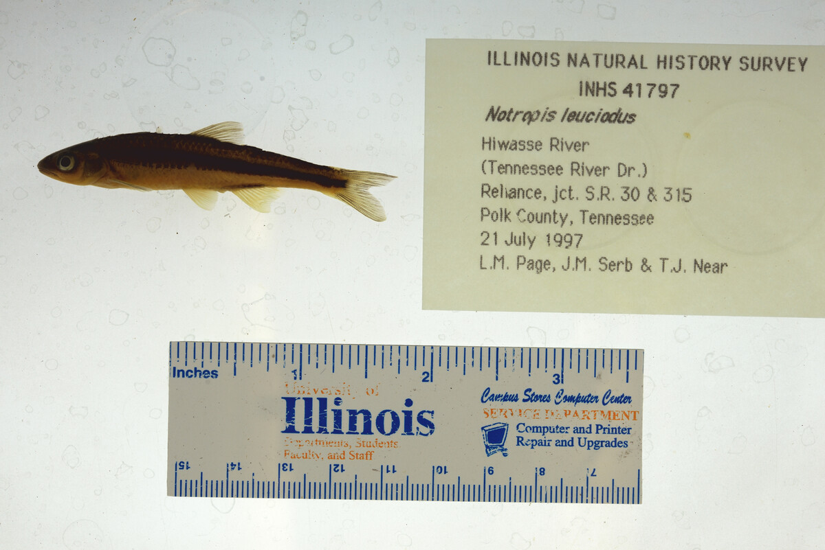 Notropis leuciodus image