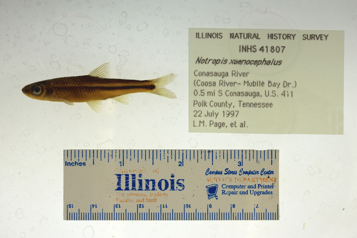 Notropis xaenocephalus image
