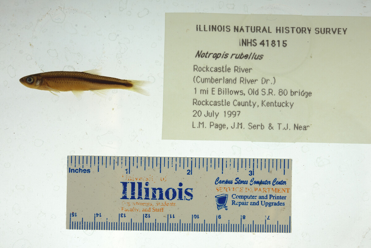 Notropis micropteryx image