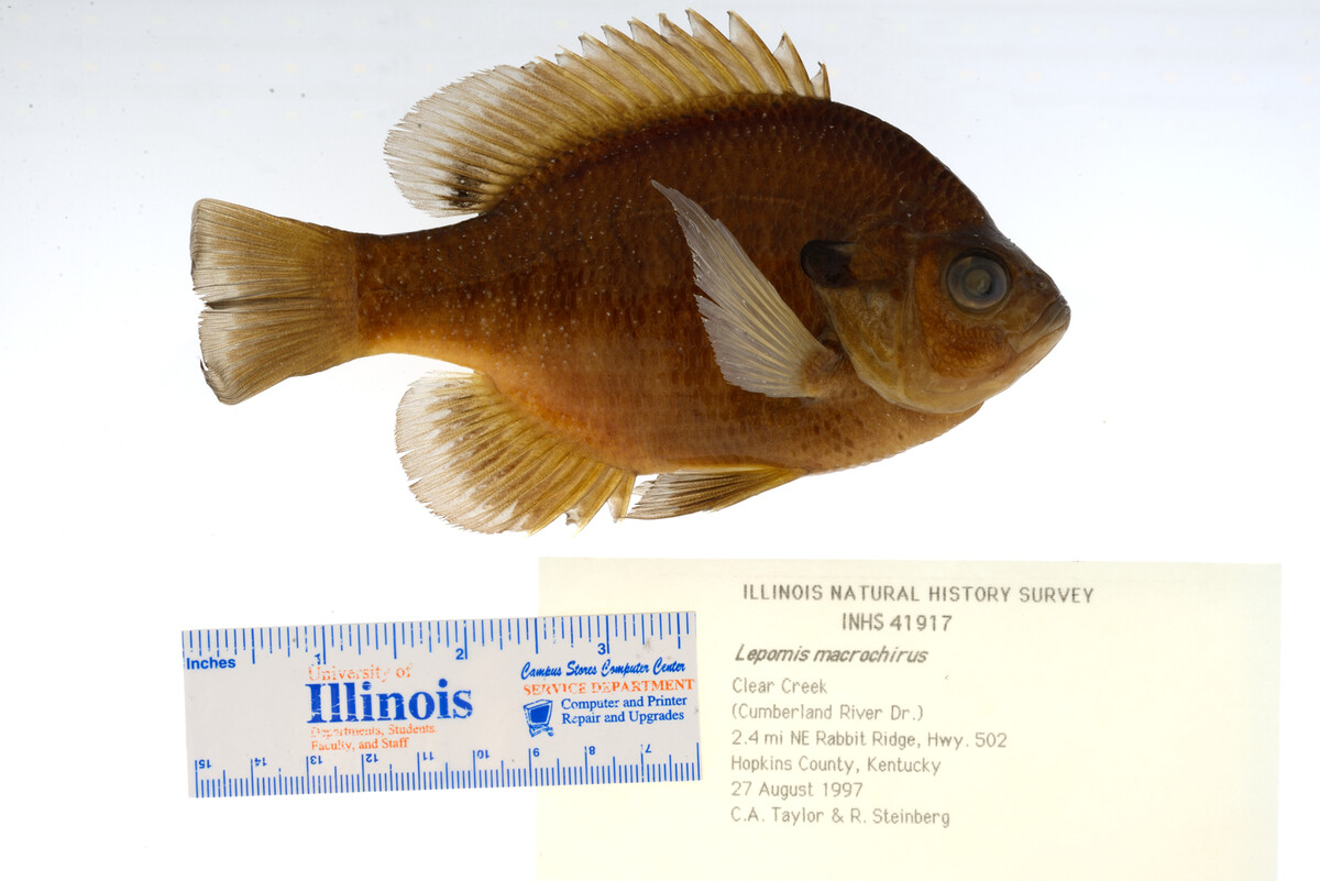 Lepomis macrochirus image