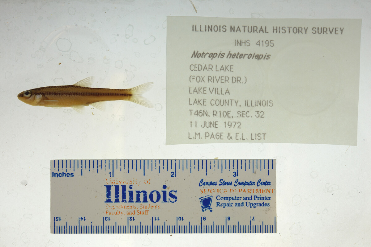 Notropis heterolepis image