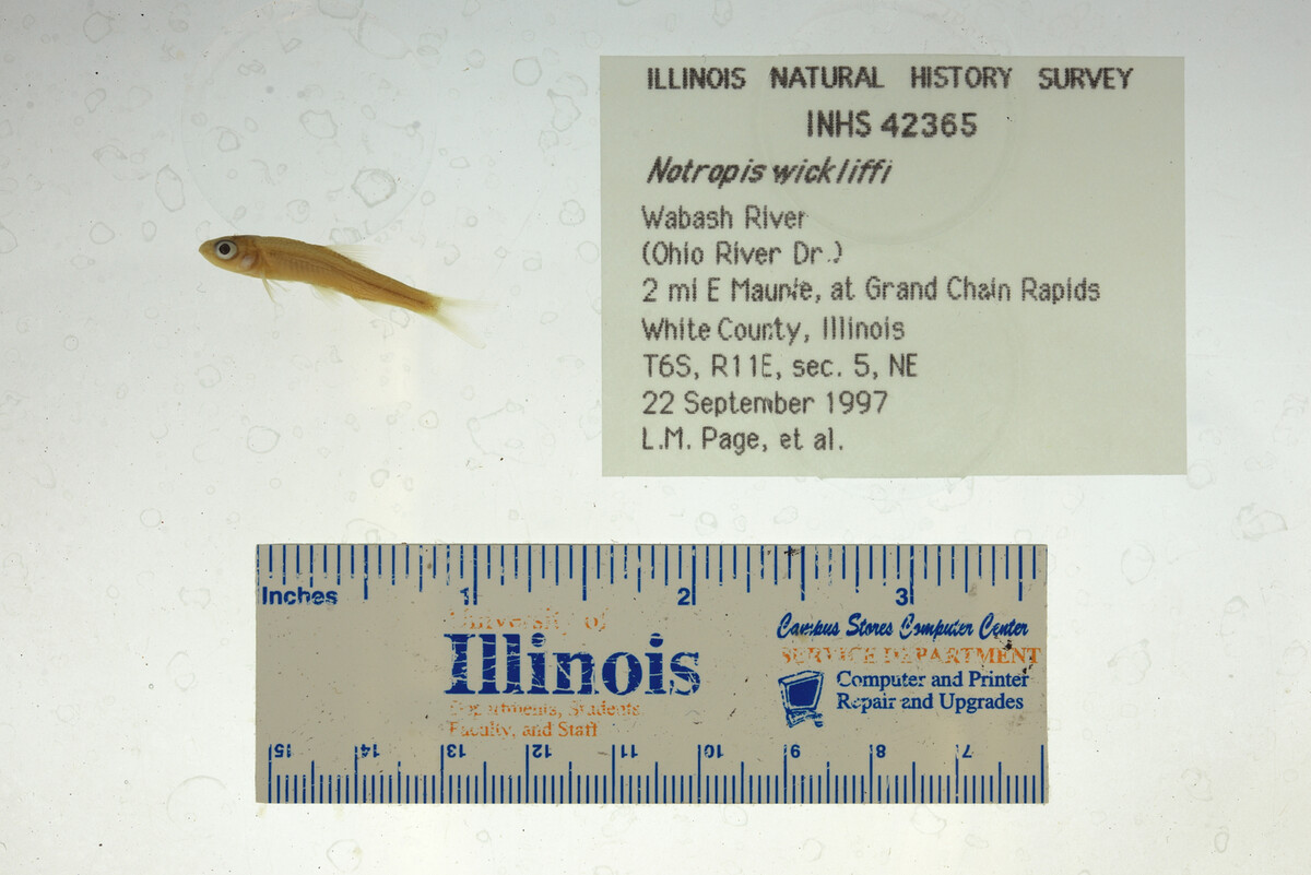 Notropis wickliffi image