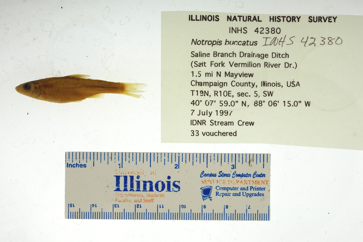 Notropis buccatus image