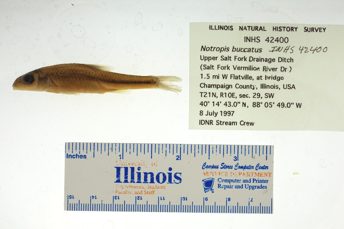 Notropis buccatus image