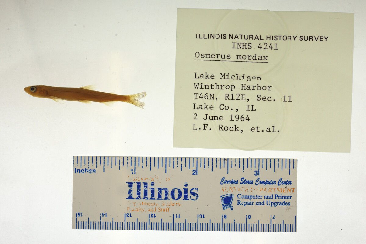 Osmerus mordax image