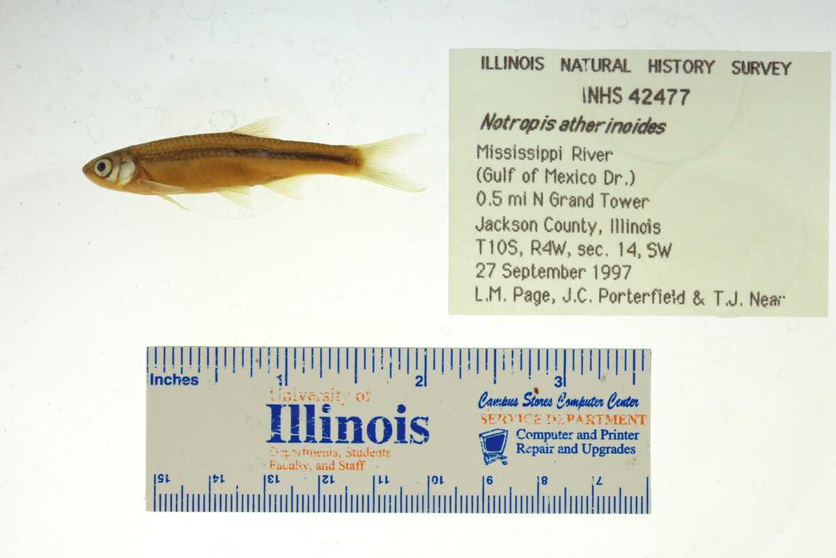 Notropis atherinoides image