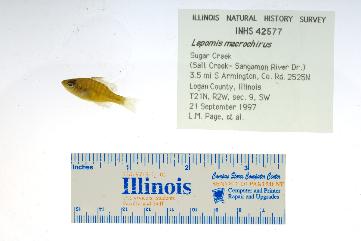 Lepomis macrochirus image