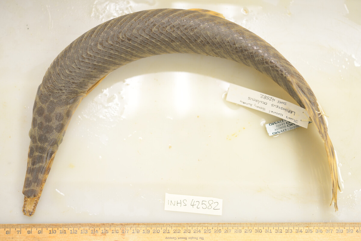 Lepisosteus oculatus image