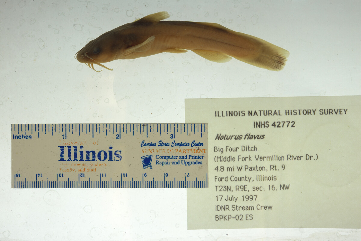 Noturus flavus image