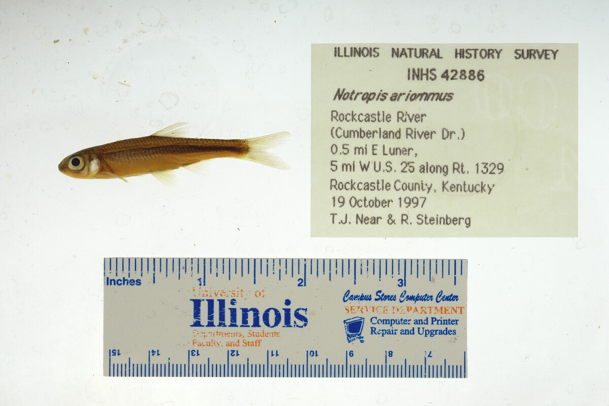 Notropis ariommus image