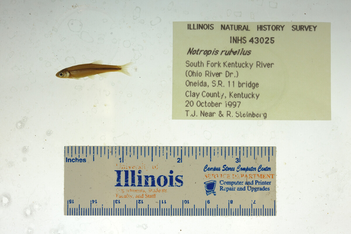 Notropis rubellus image