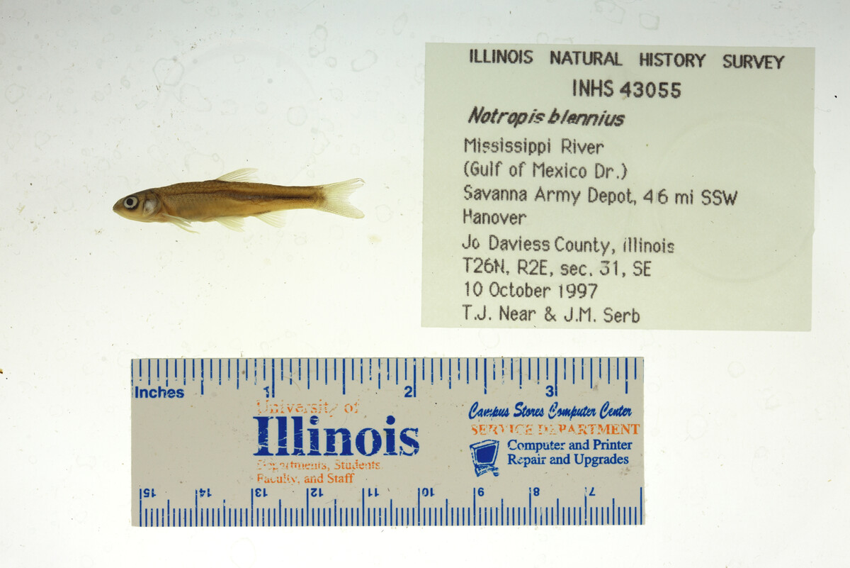 Notropis blennius image