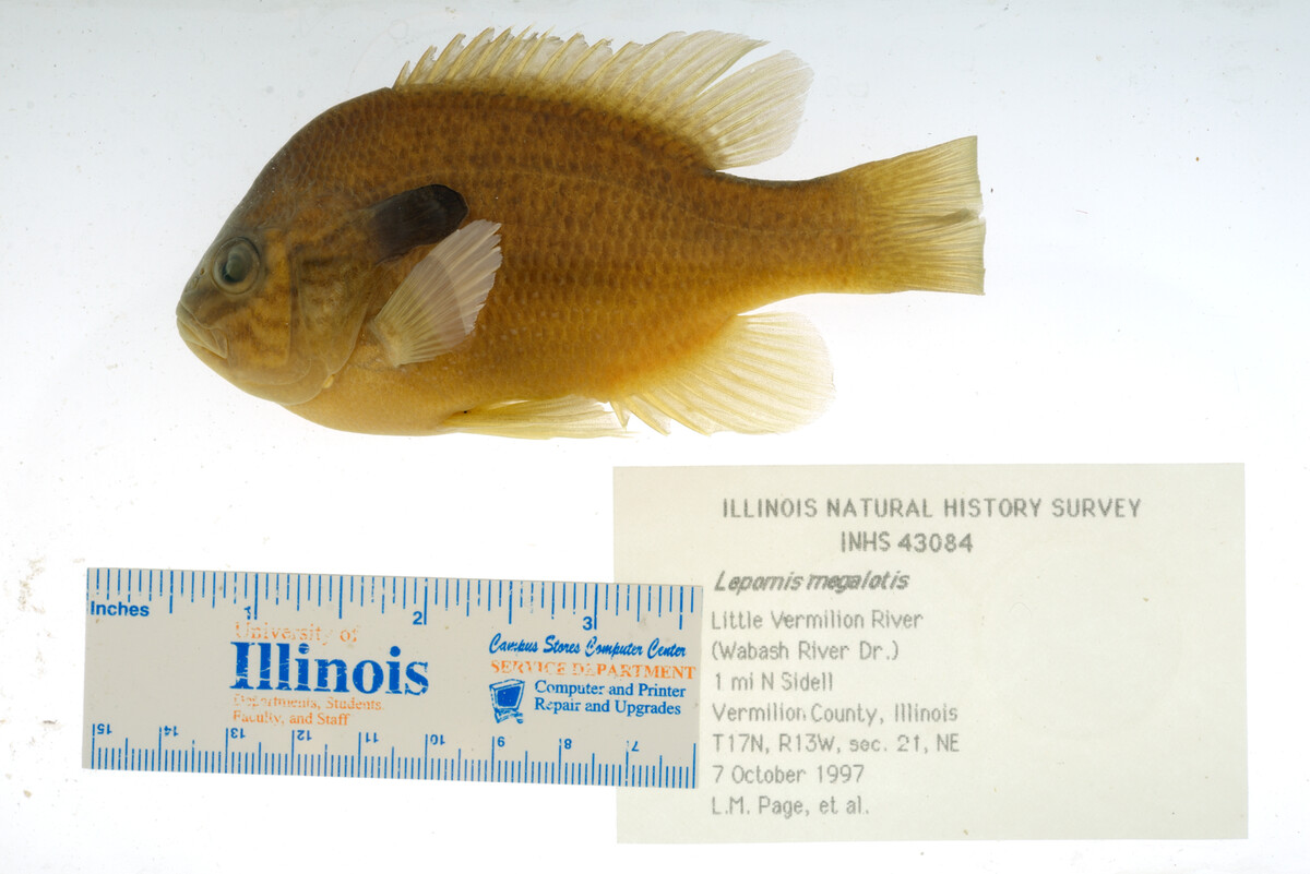 Lepomis megalotis image