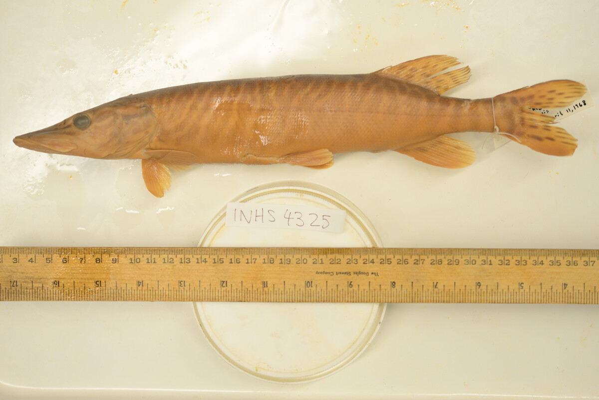 Esox lucius image