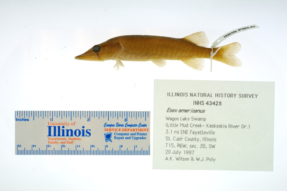 Esox americanus image