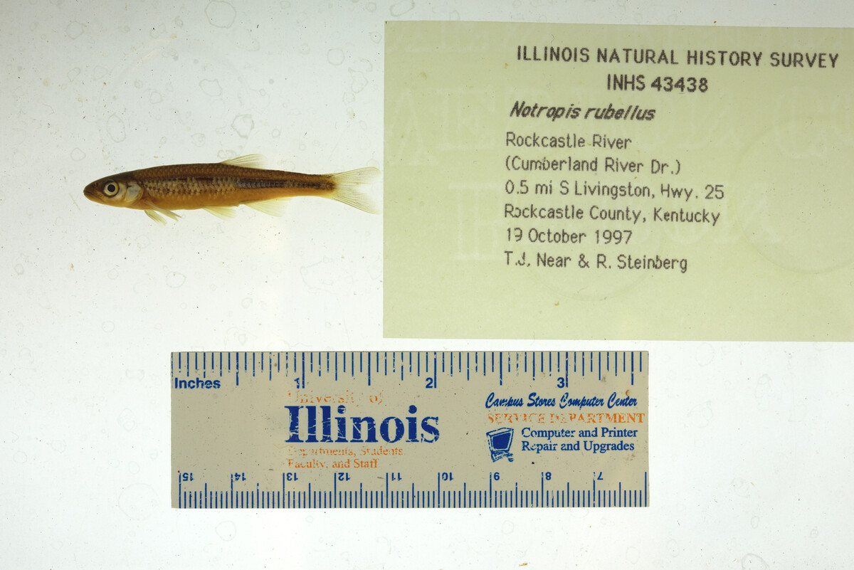 Notropis micropteryx image