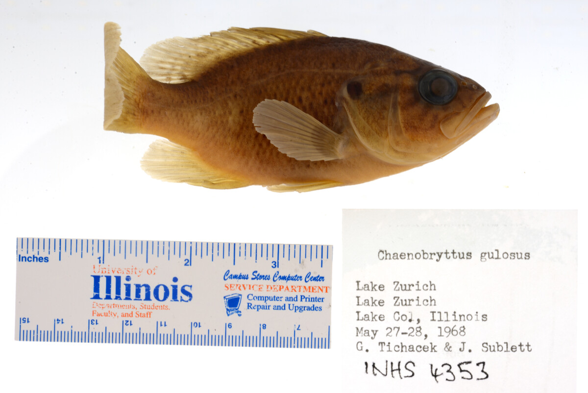 Lepomis gulosus image