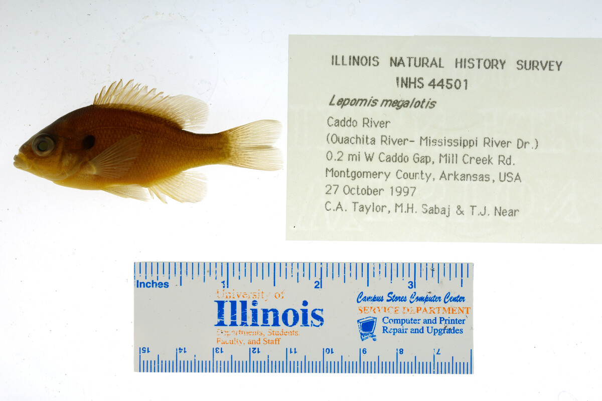 Lepomis megalotis image