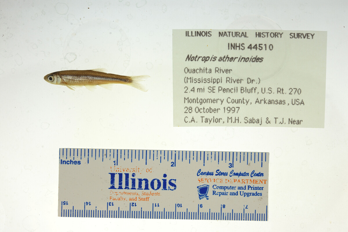 Notropis atherinoides image