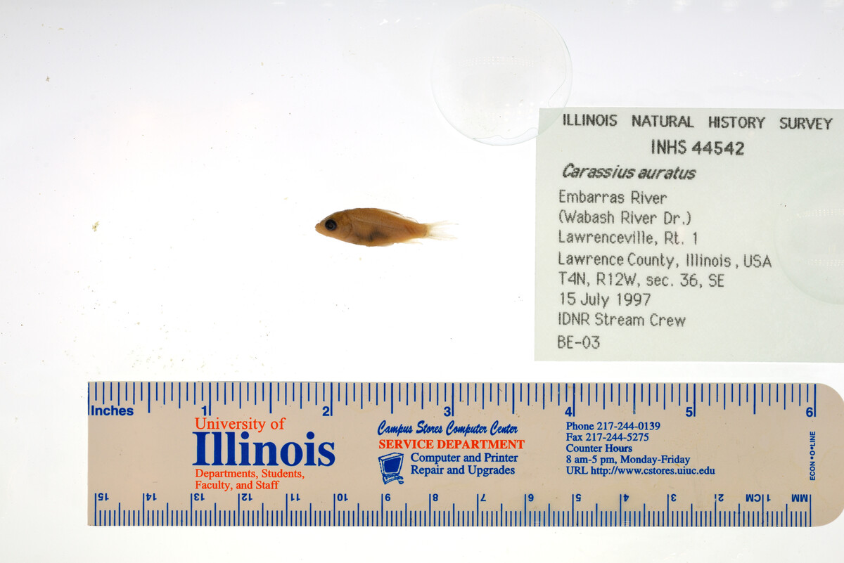 Cyprinidae image