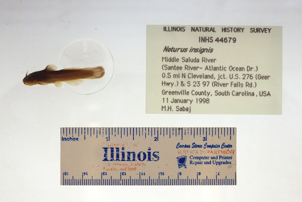 Noturus insignis image