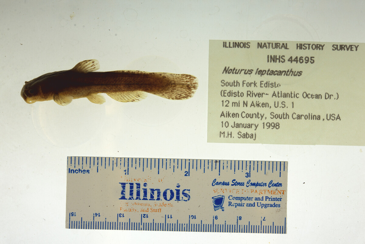 Noturus leptacanthus image