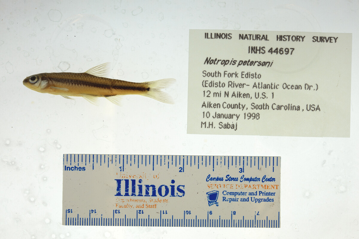 Notropis petersoni image