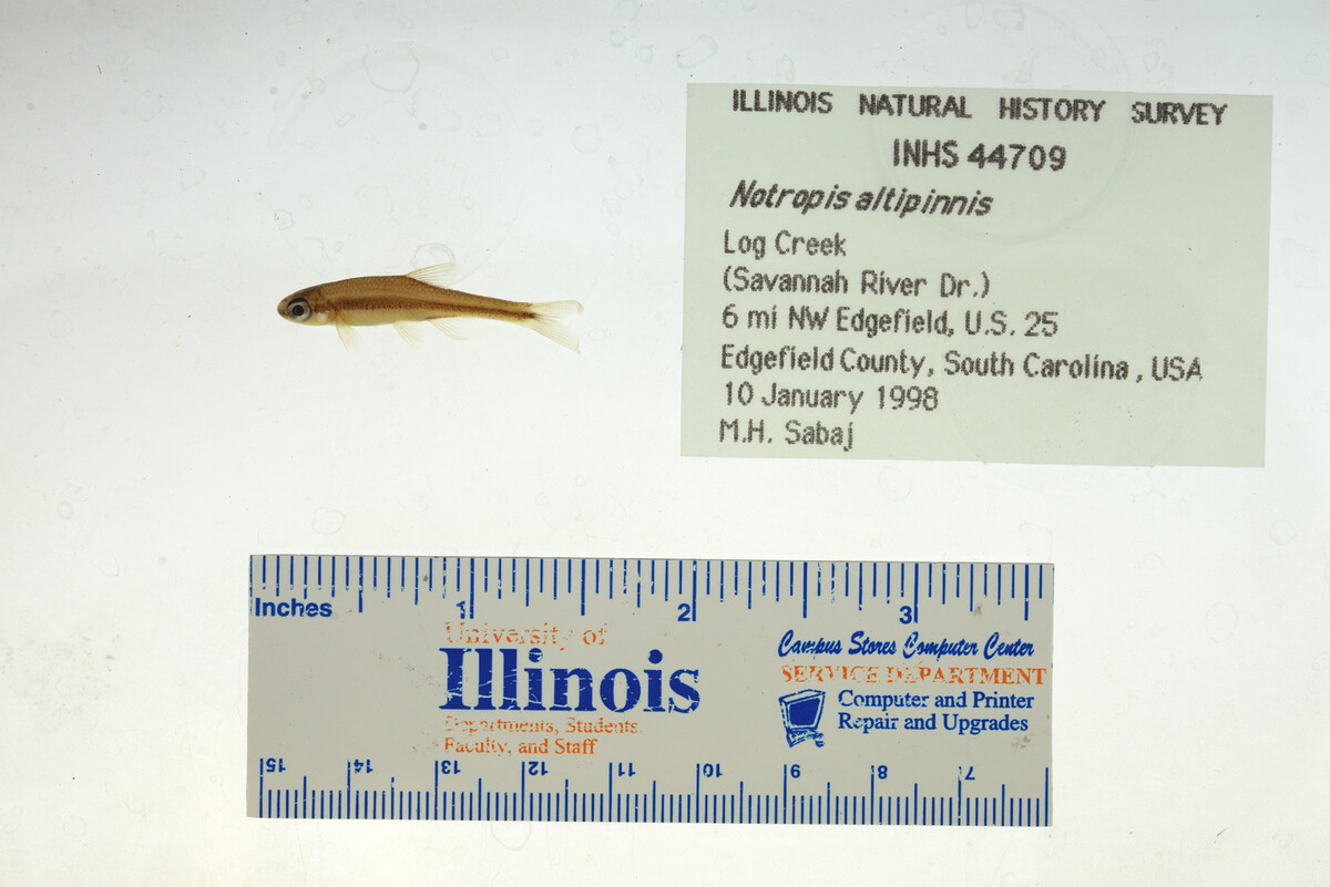 Notropis altipinnis image