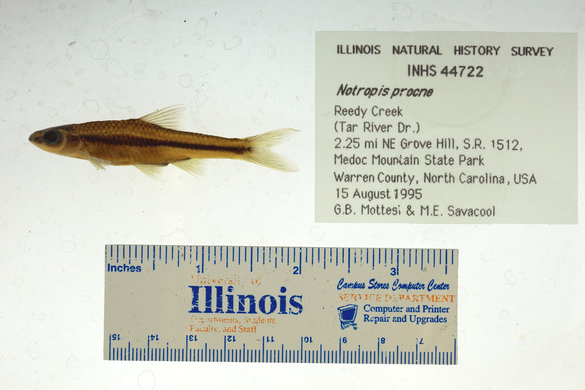 Notropis procne image