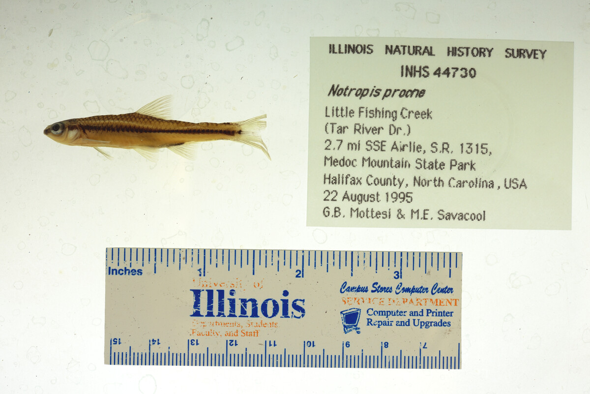 Notropis procne image