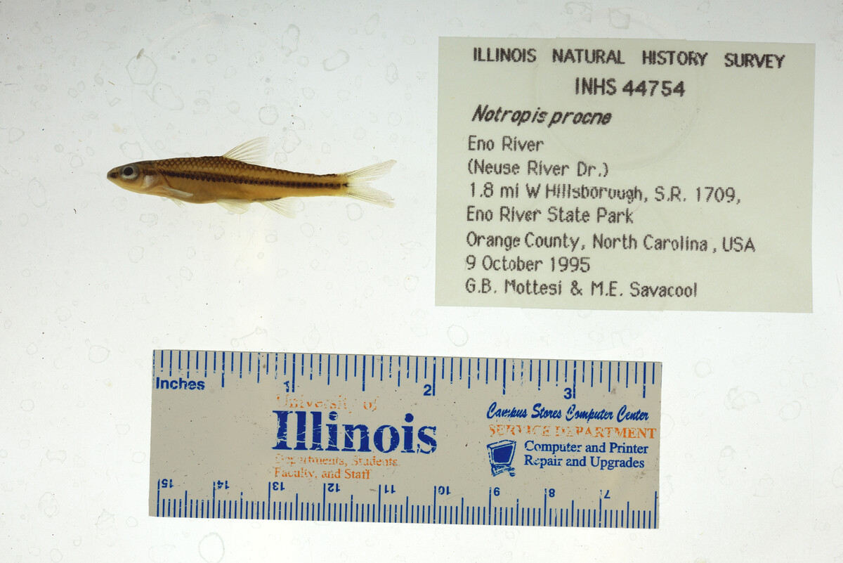 Notropis procne image