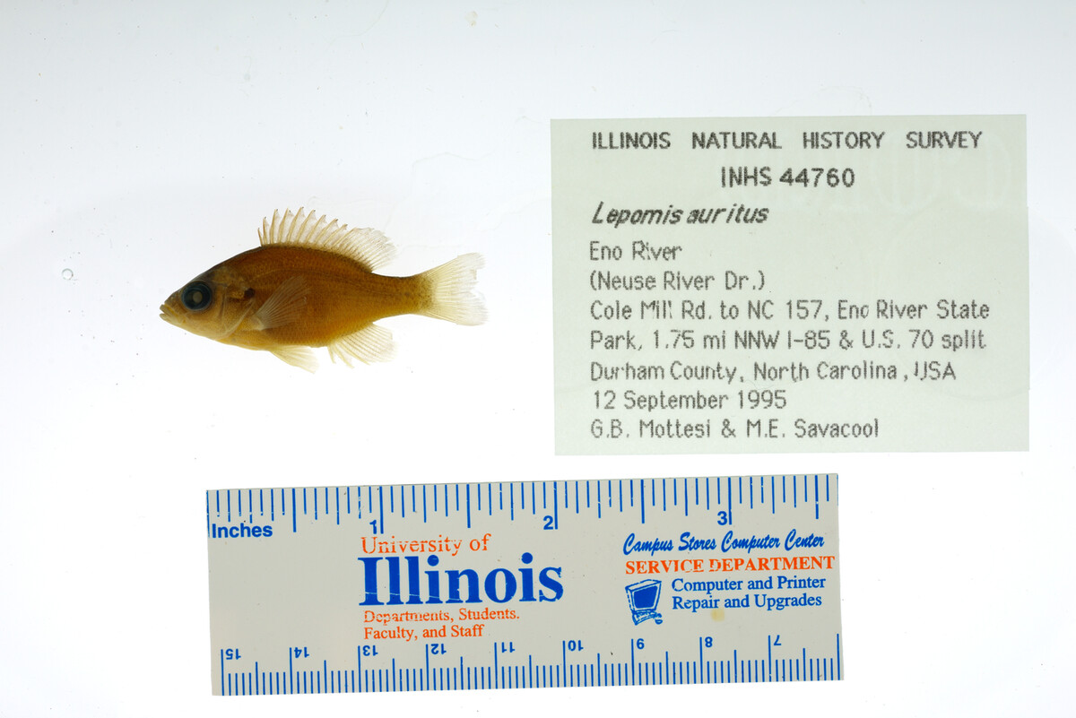 Lepomis auritus image