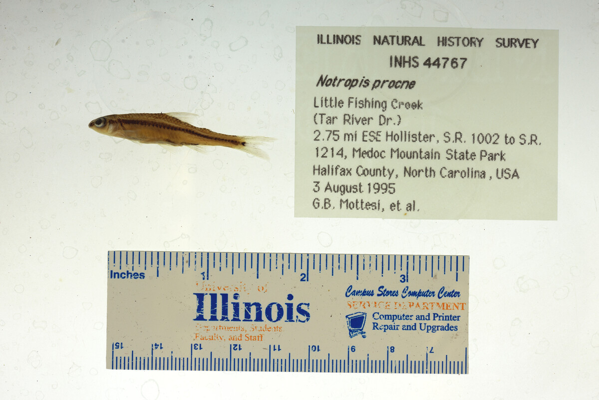 Notropis procne image