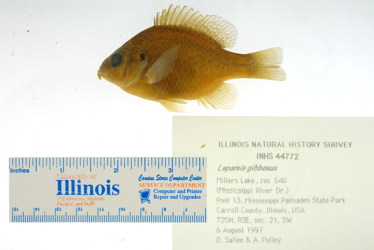 Lepomis gibbosus image