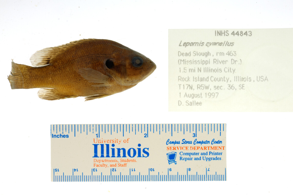 Lepomis image