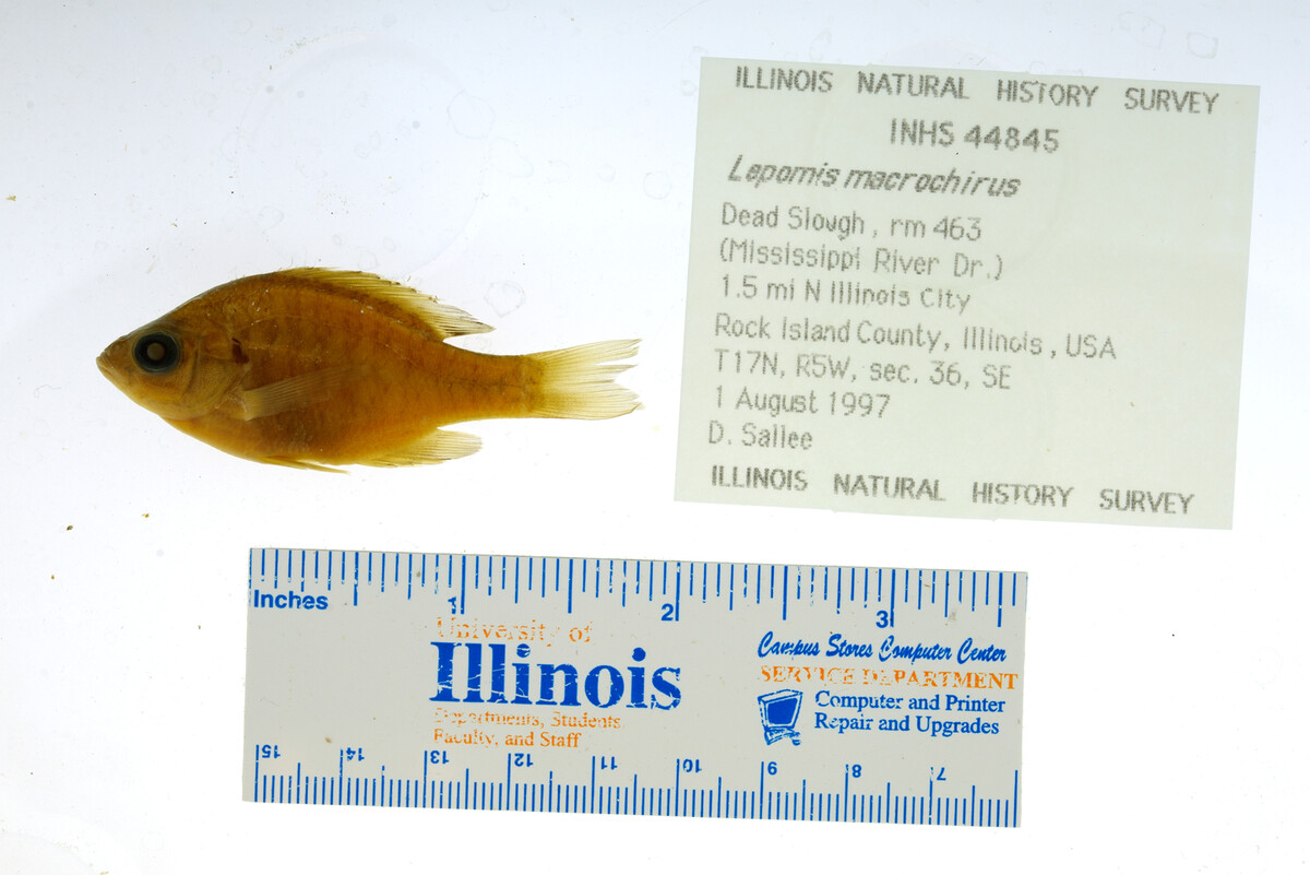 Lepomis macrochirus image
