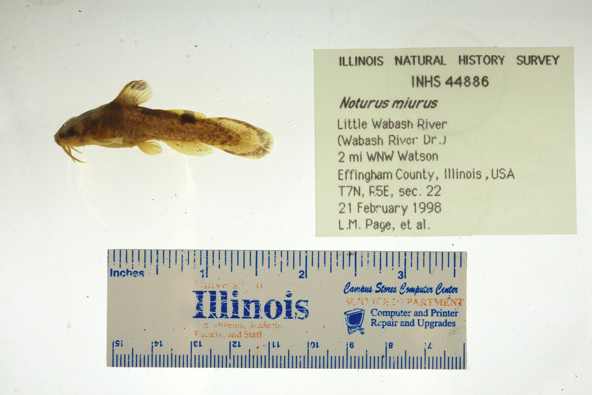 Noturus miurus image