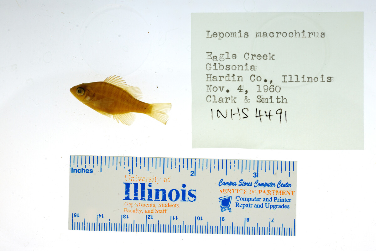 Lepomis macrochirus image