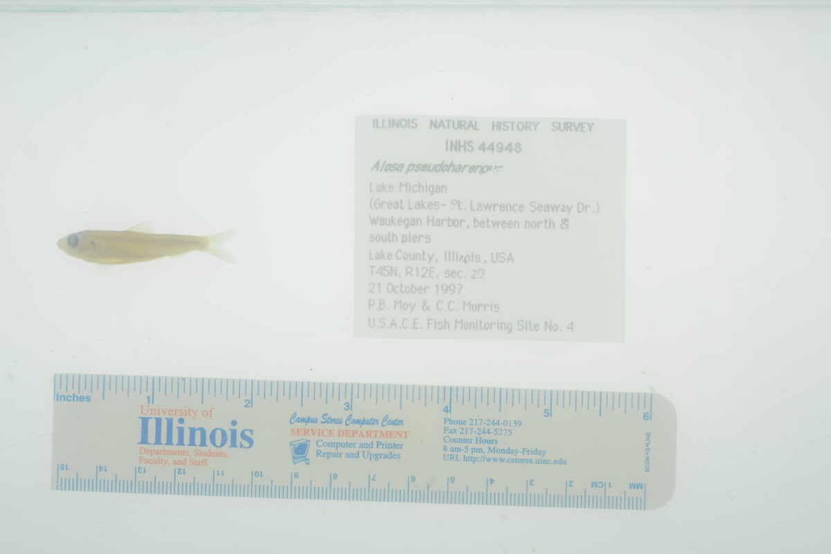 Alosa pseudoharengus image