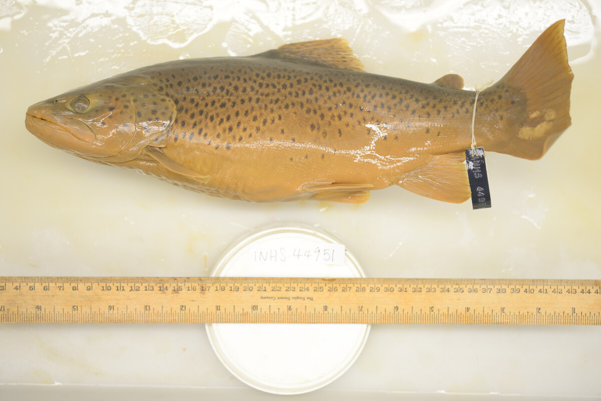 Salmo trutta image