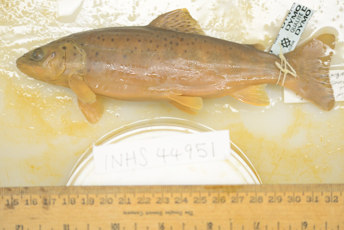 Salmo trutta image
