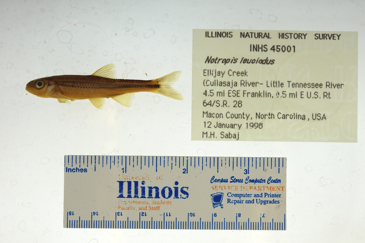 Notropis leuciodus image