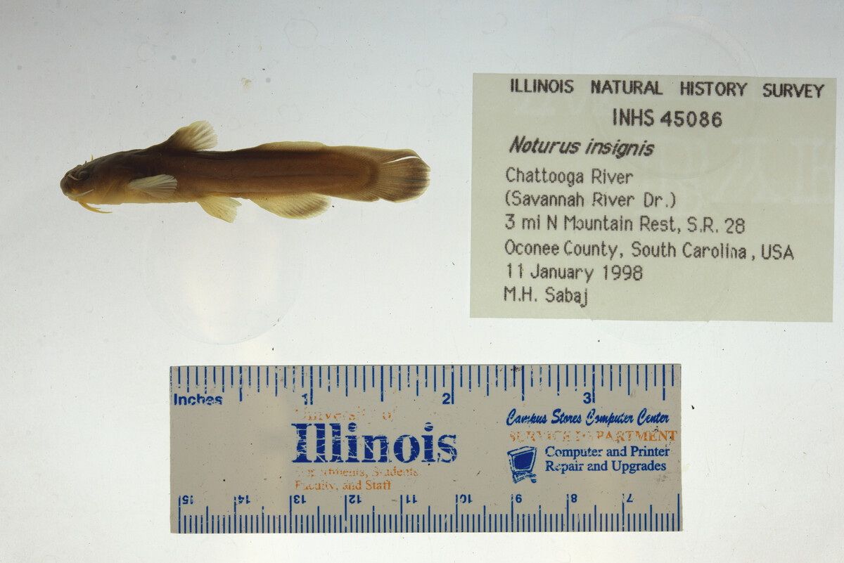 Noturus insignis image