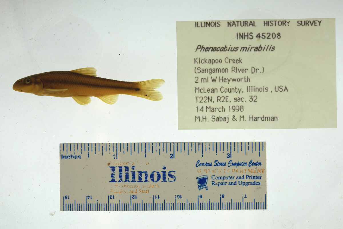 Phenacobius mirabilis image