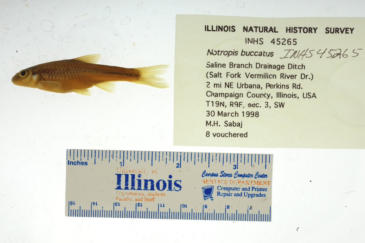 Notropis buccatus image