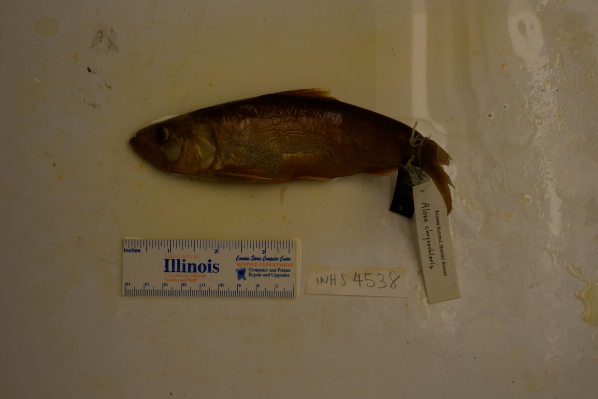 Alosa chrysochloris image