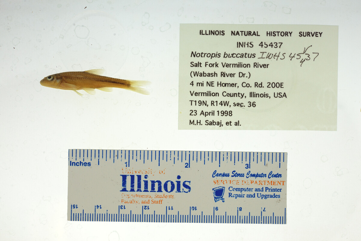Notropis buccatus image