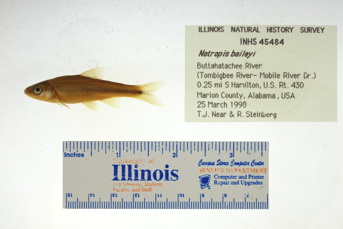 Notropis baileyi image
