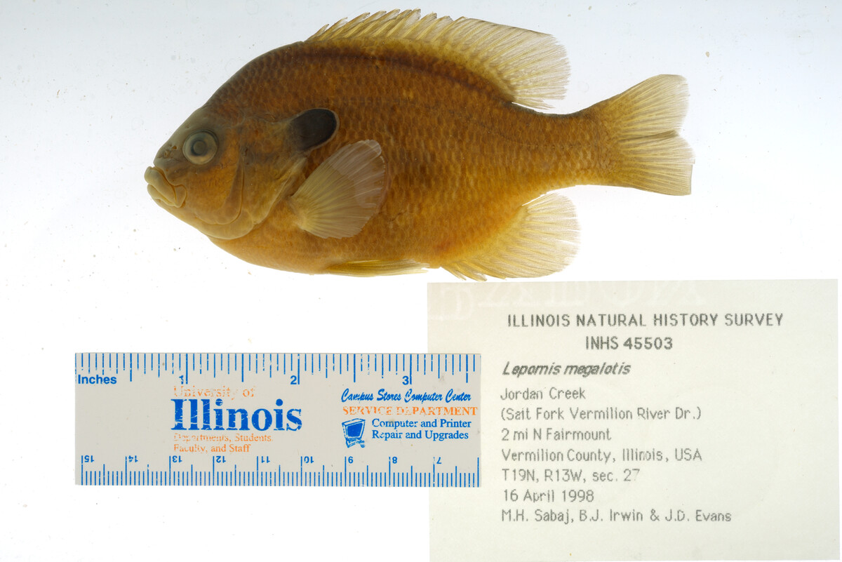 Lepomis megalotis image