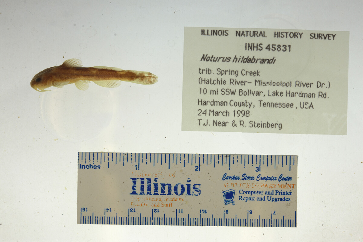 Noturus hildebrandi image